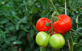 Balkonowa hodowla owoców i warzyw sposobem na wysokie ceny